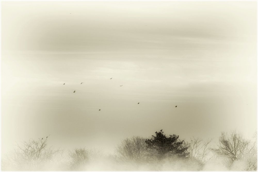 No nature, No birds