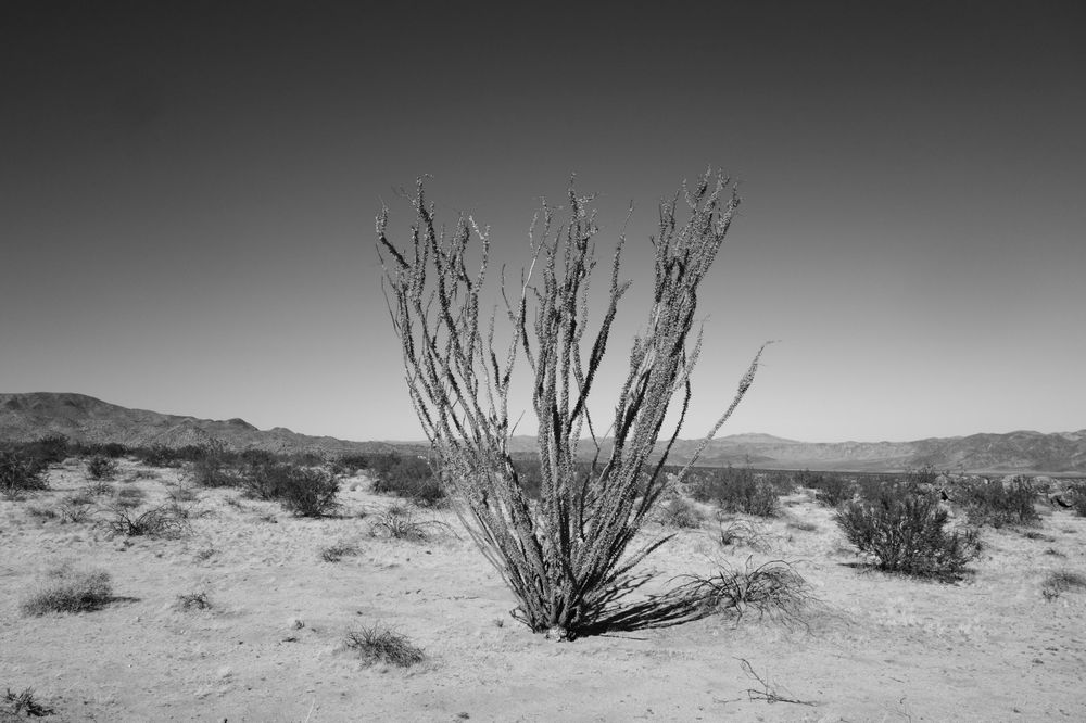Wild America