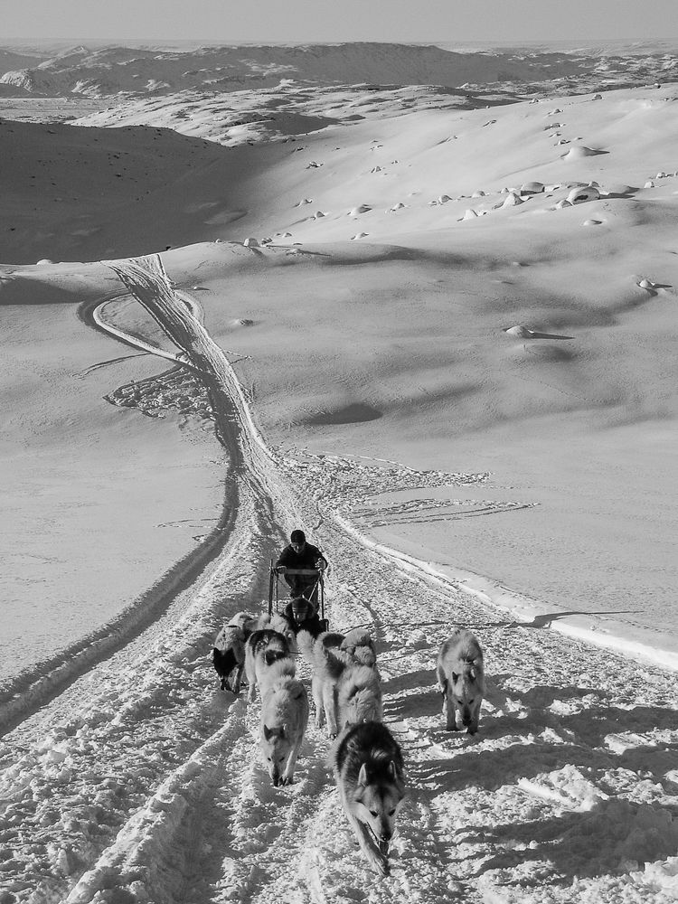 Sled dogs in Greenland