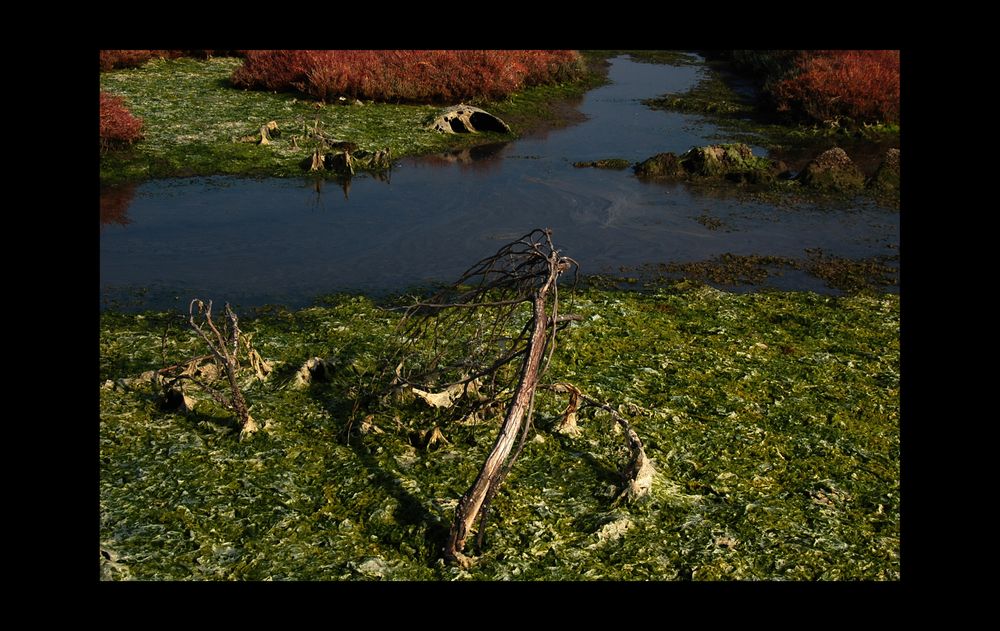 Nature-Morte