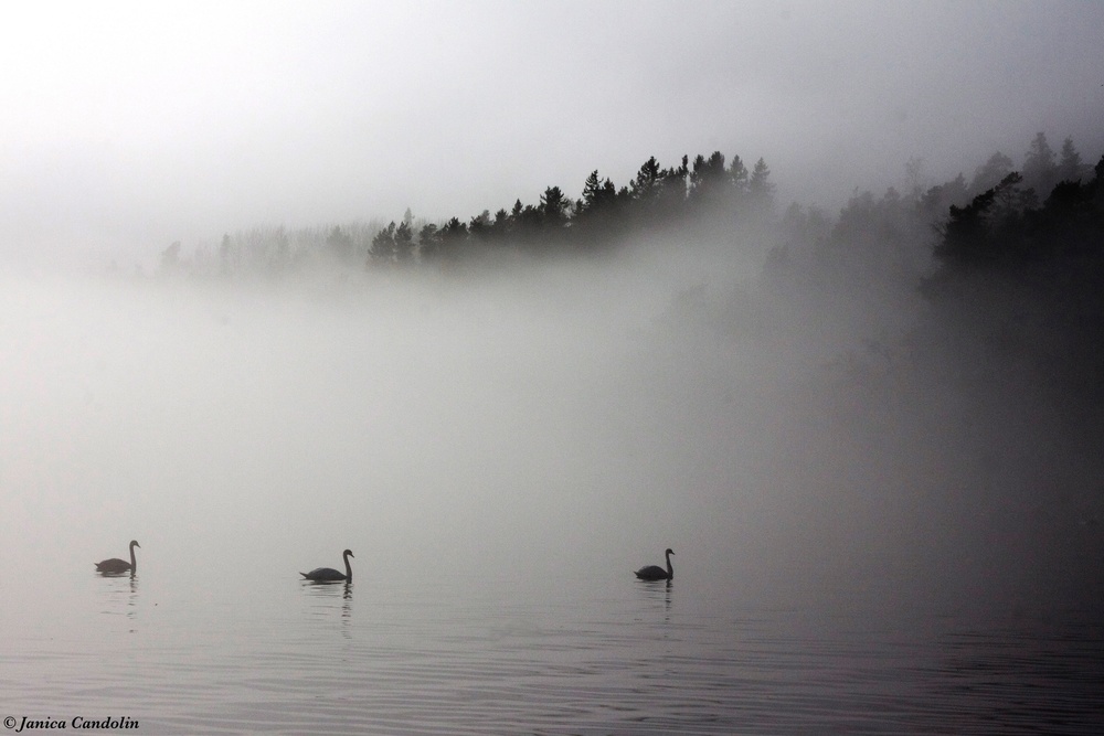 Mute swans