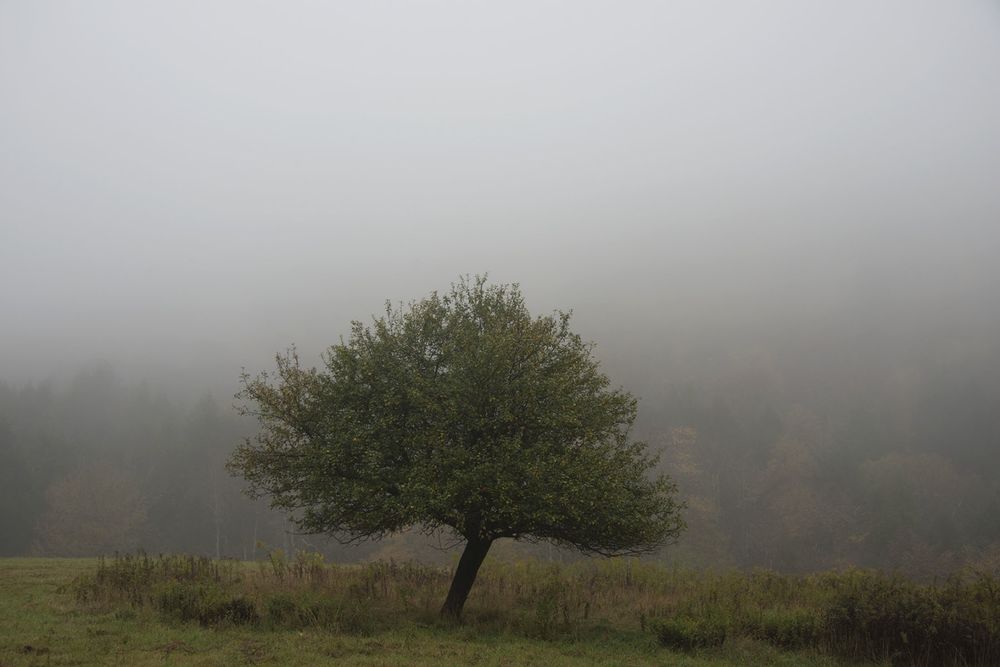 Muted Beauty