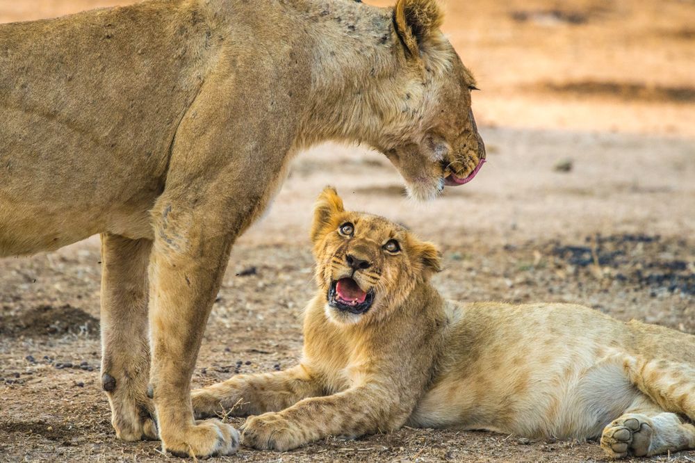 Elusive Emotions In The Jungle
