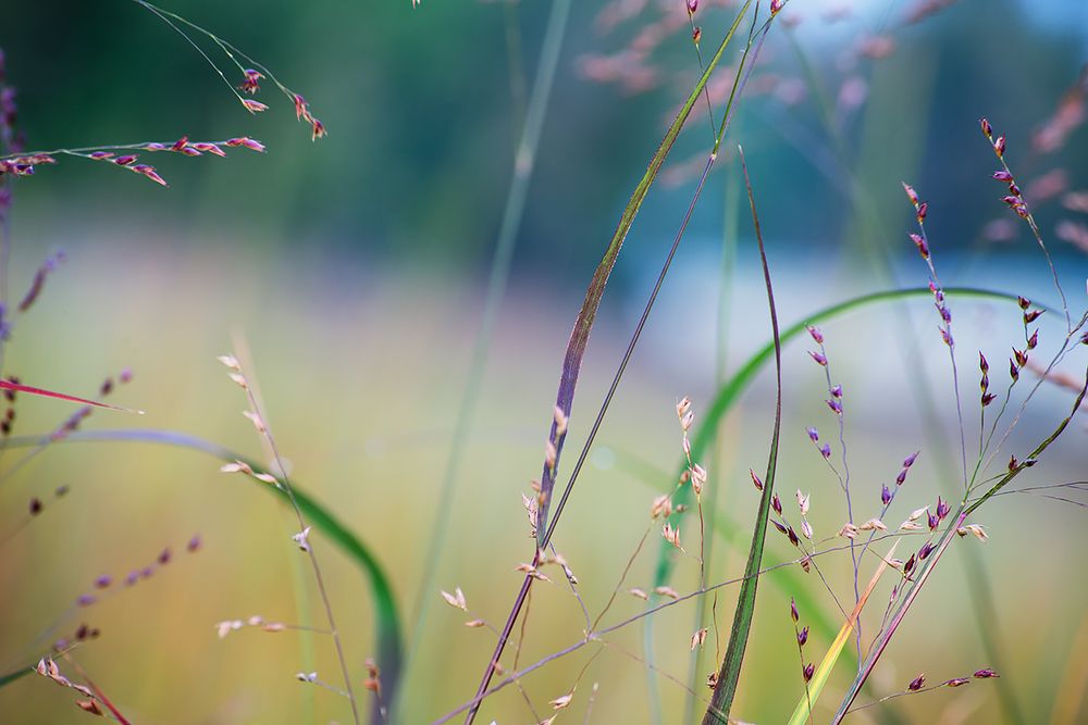 Grass Fantasies