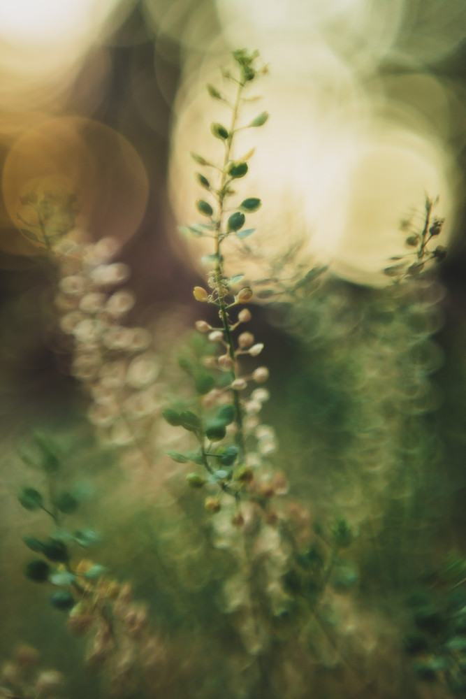 Whispers of Light: A Dance with Nature