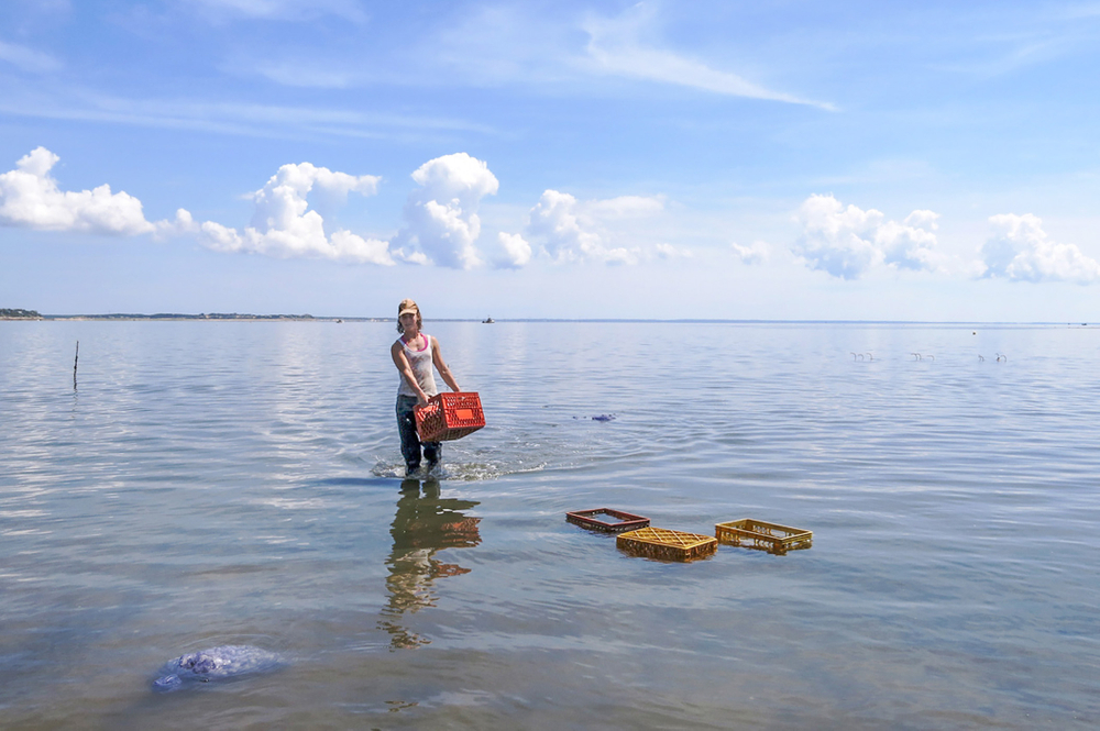 Wellfleet Oyster Farmers