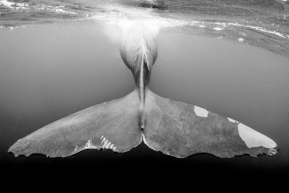 Sperm Whale´s tale