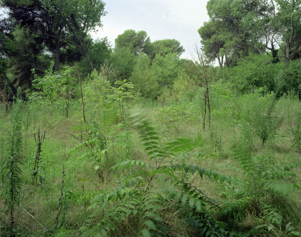Pineta