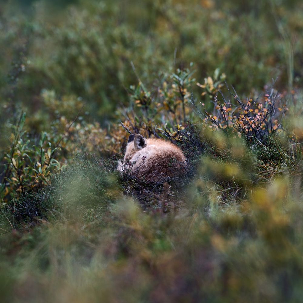 Wildlife