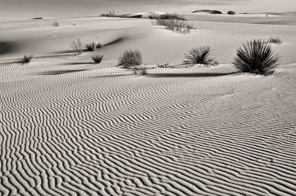 White Sands, nature's canvas