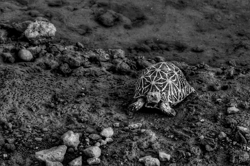 Abstract love for Black and White