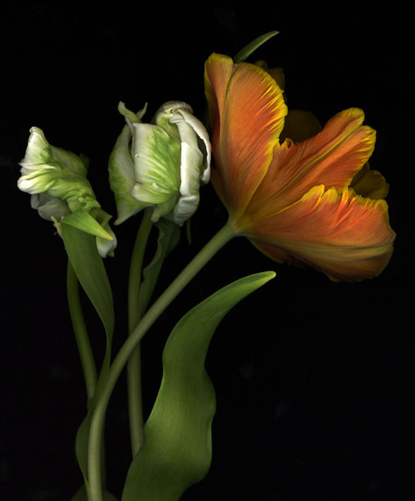 flowers 1