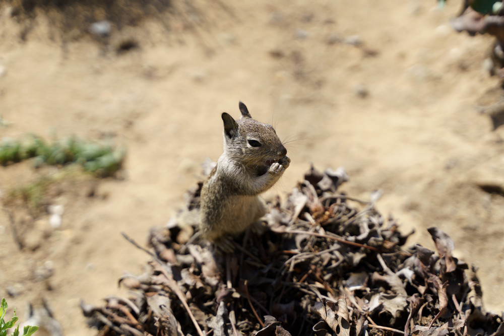 Animals of the Urban Zoo