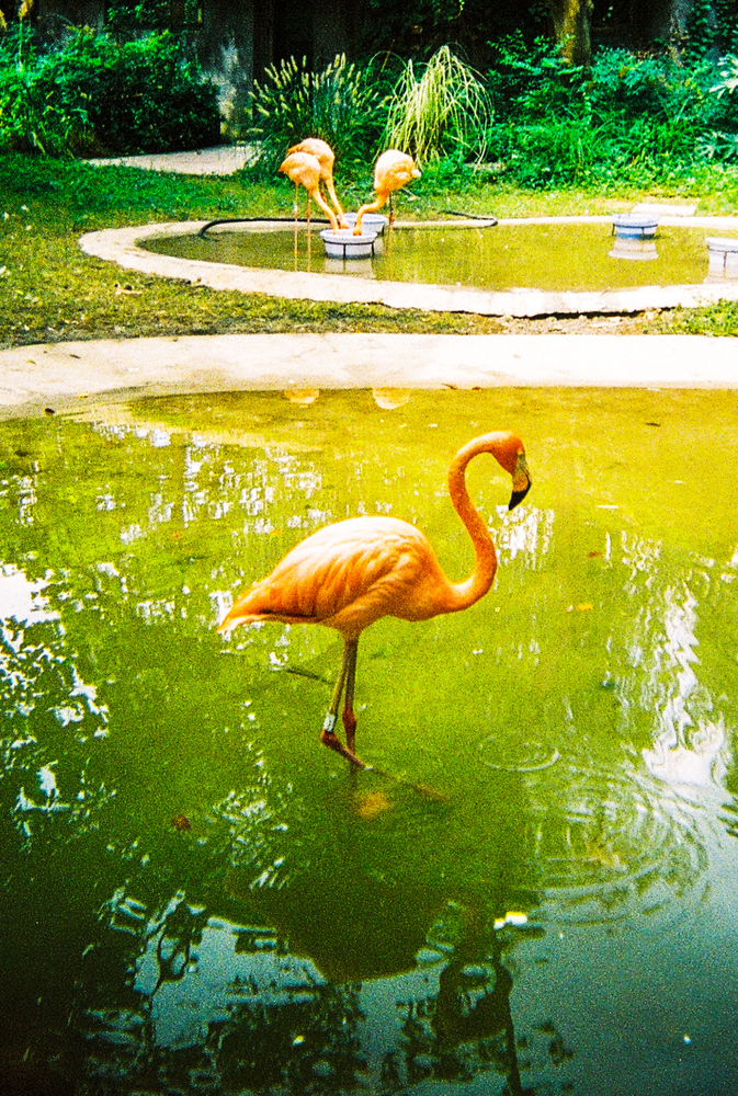 ZOO