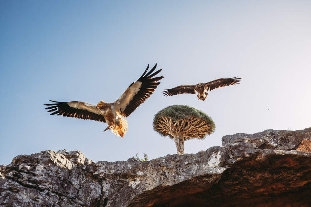 Socotra