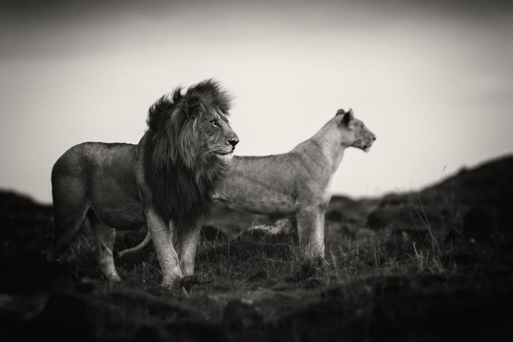 Portraits from a kingdom