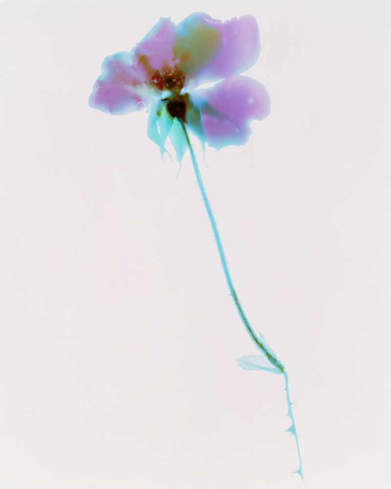 Photograms from the series In My Courtyard