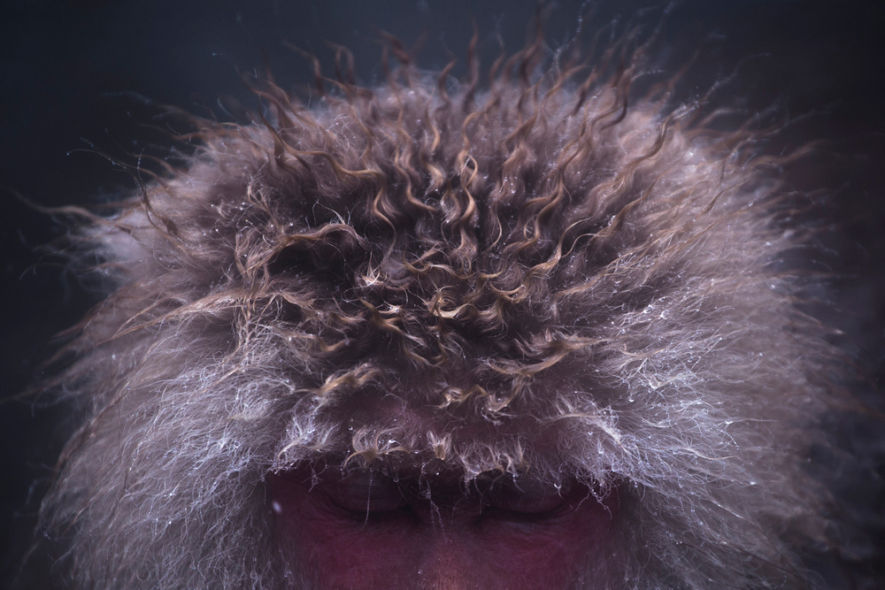Snow Monkey