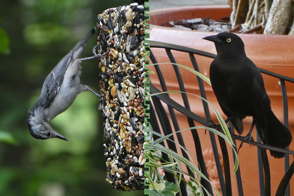 Fletcher Hayes Joined Series LensCulture