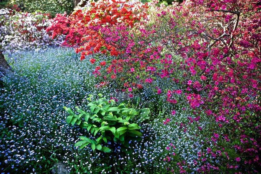 Intimate Life of the Garden.