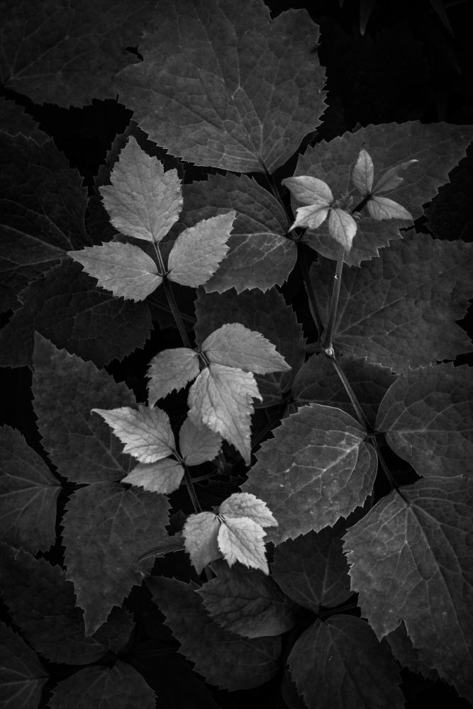 Fragments of light