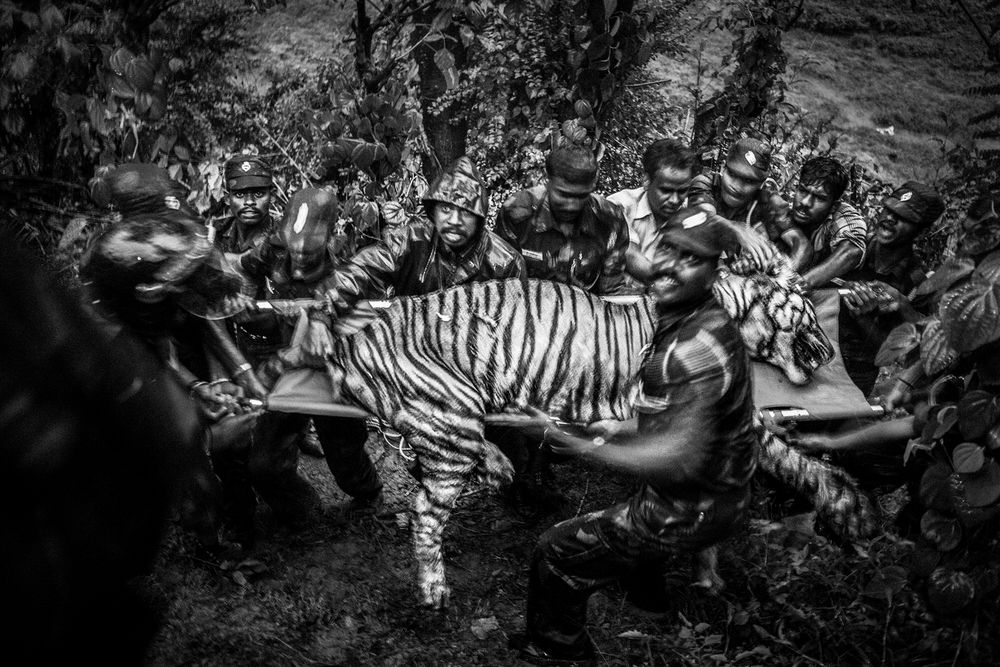 Human & Tiger Conflict