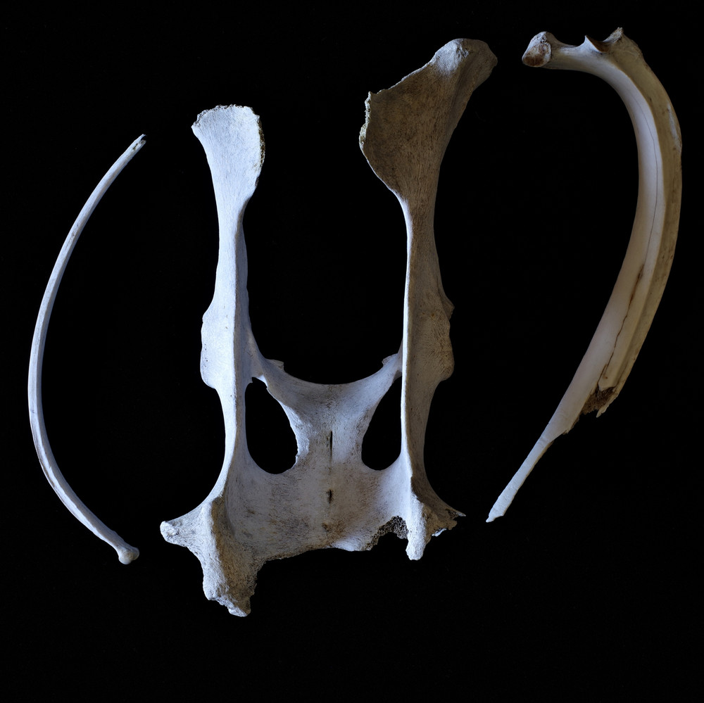 The Nature Morte Photographs