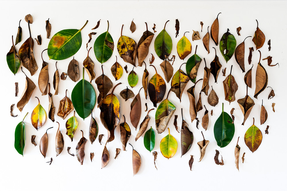 Immersions into Nature and Death