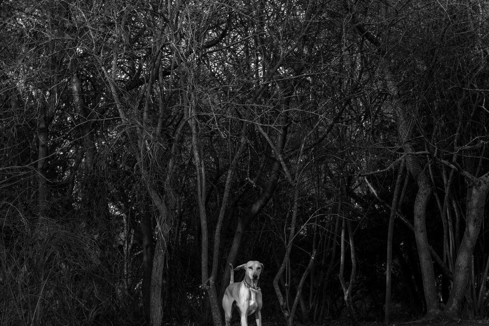 Dogs
