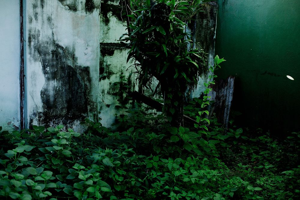 Backyard II