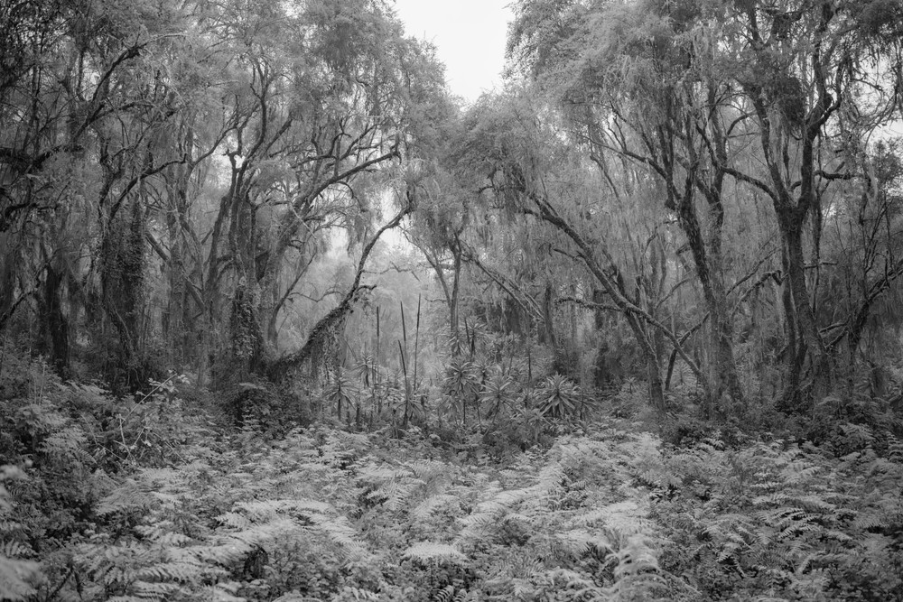 Where Mountain Giants Sleep