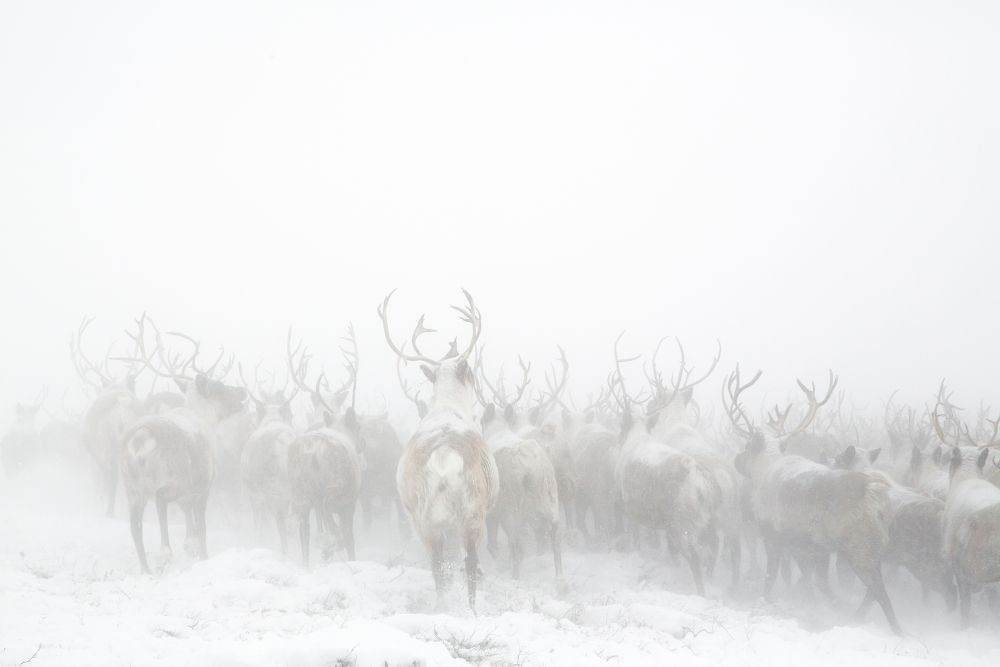 The Crossing