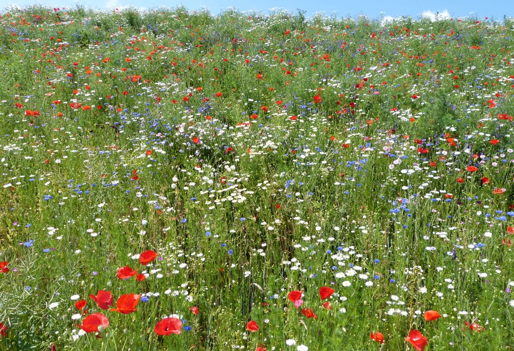 FIELDS OF SPRING FLOWERS