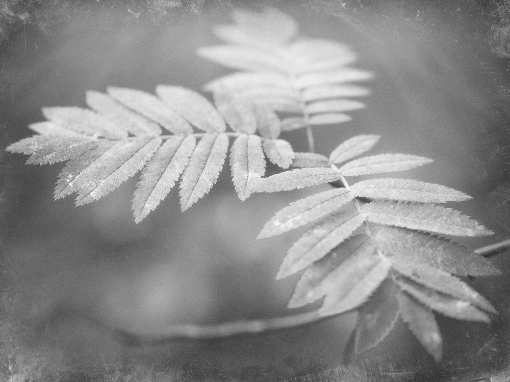 Monocrome Nature