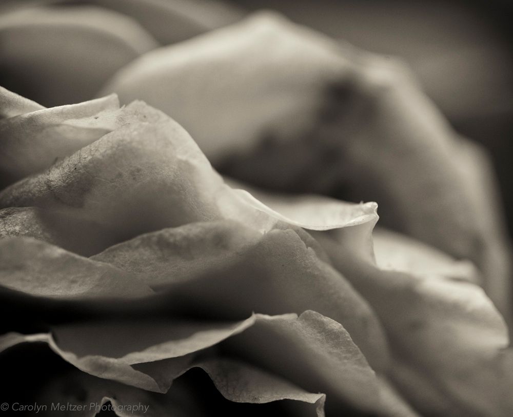 Shades of Gray