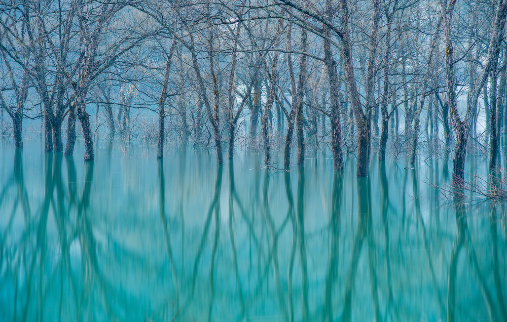 Forest of Misty Vision - LensCulture