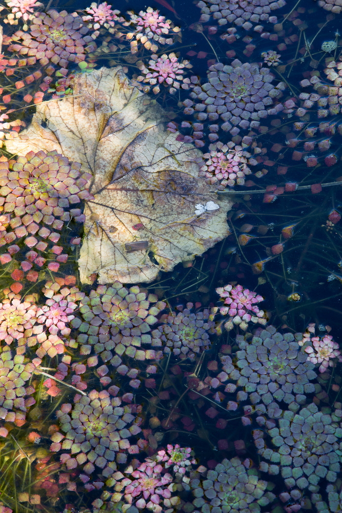 Water Tapestries