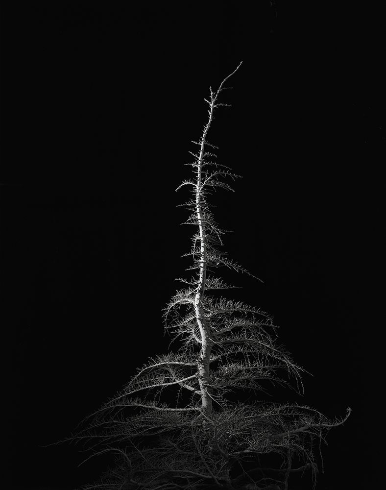 white bark pine or what happens after you die