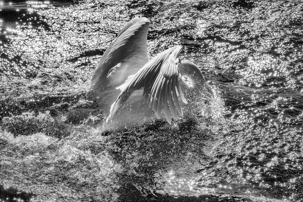Attentiveness - Theme 6/7: Wildlife