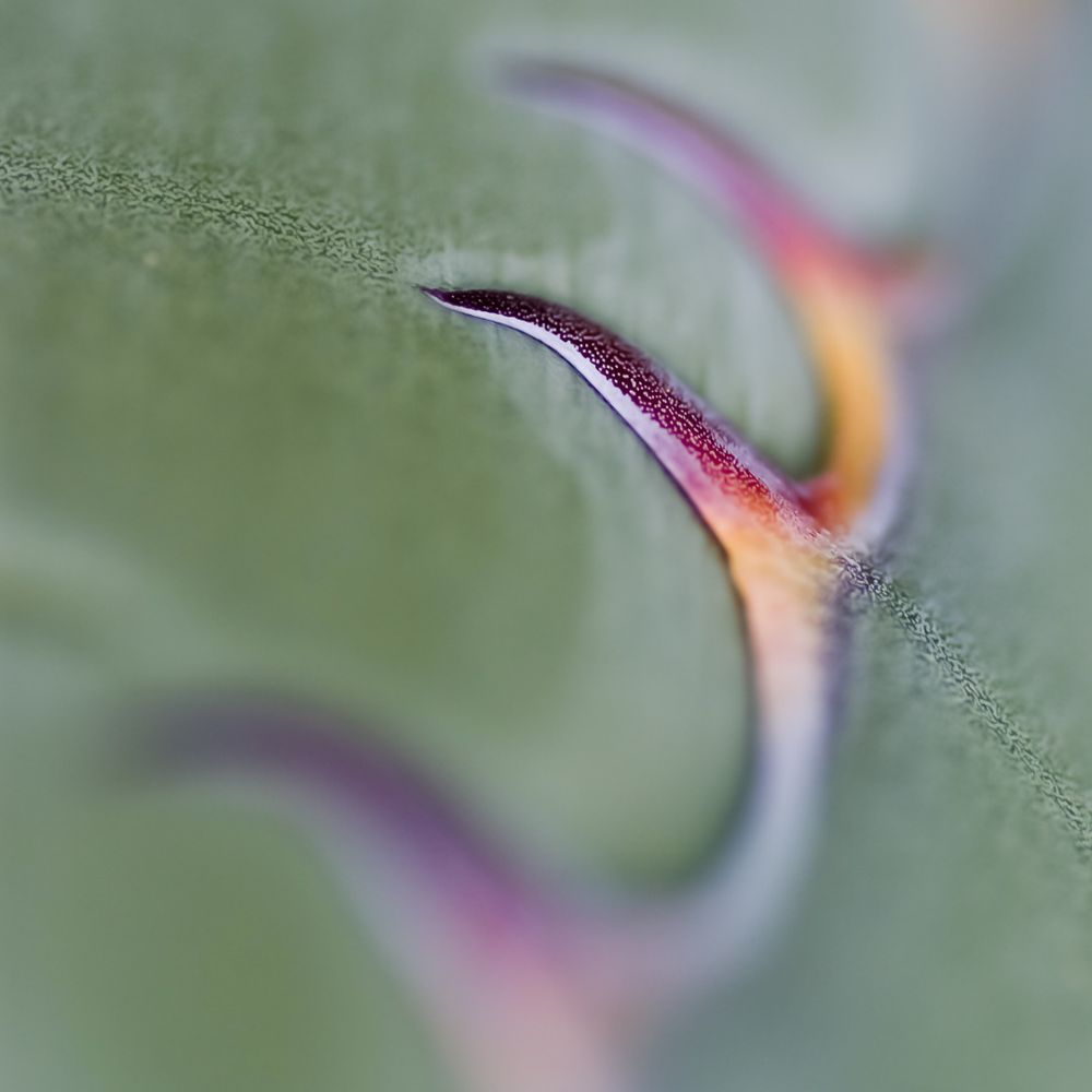 Intimate Details