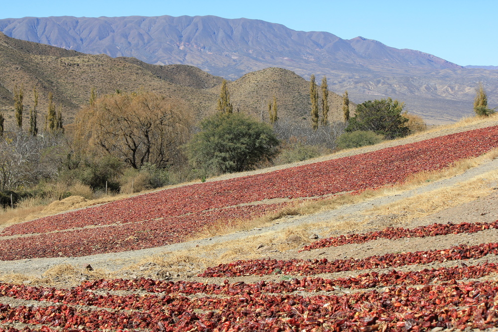 Land Views--Alchemy of soil, water and community