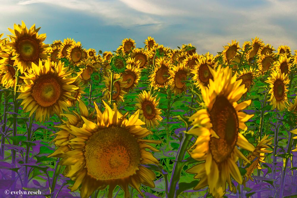 Special Flowers