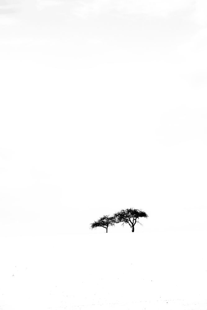 Black White 