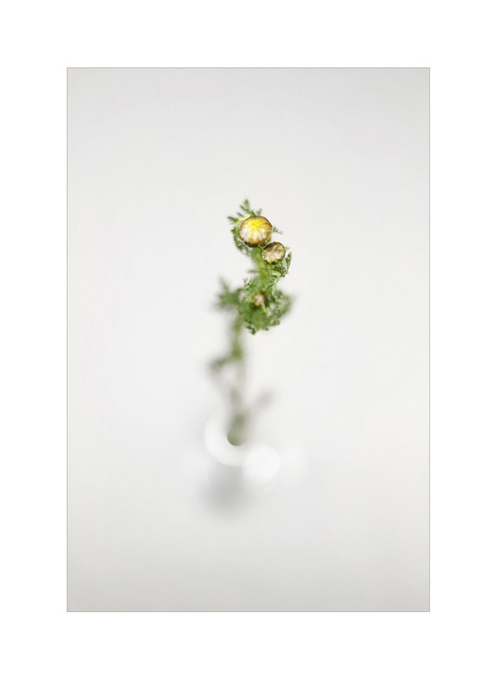 Botanical