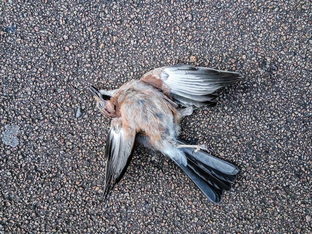 Road Kills
