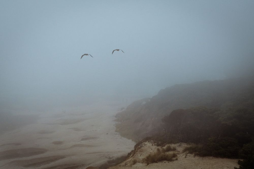 Through the Fog