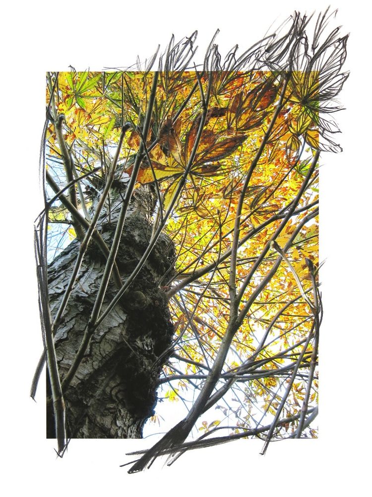 Arbres en Ciel