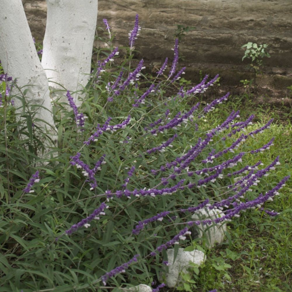 Mr. Tipantiza´s garden