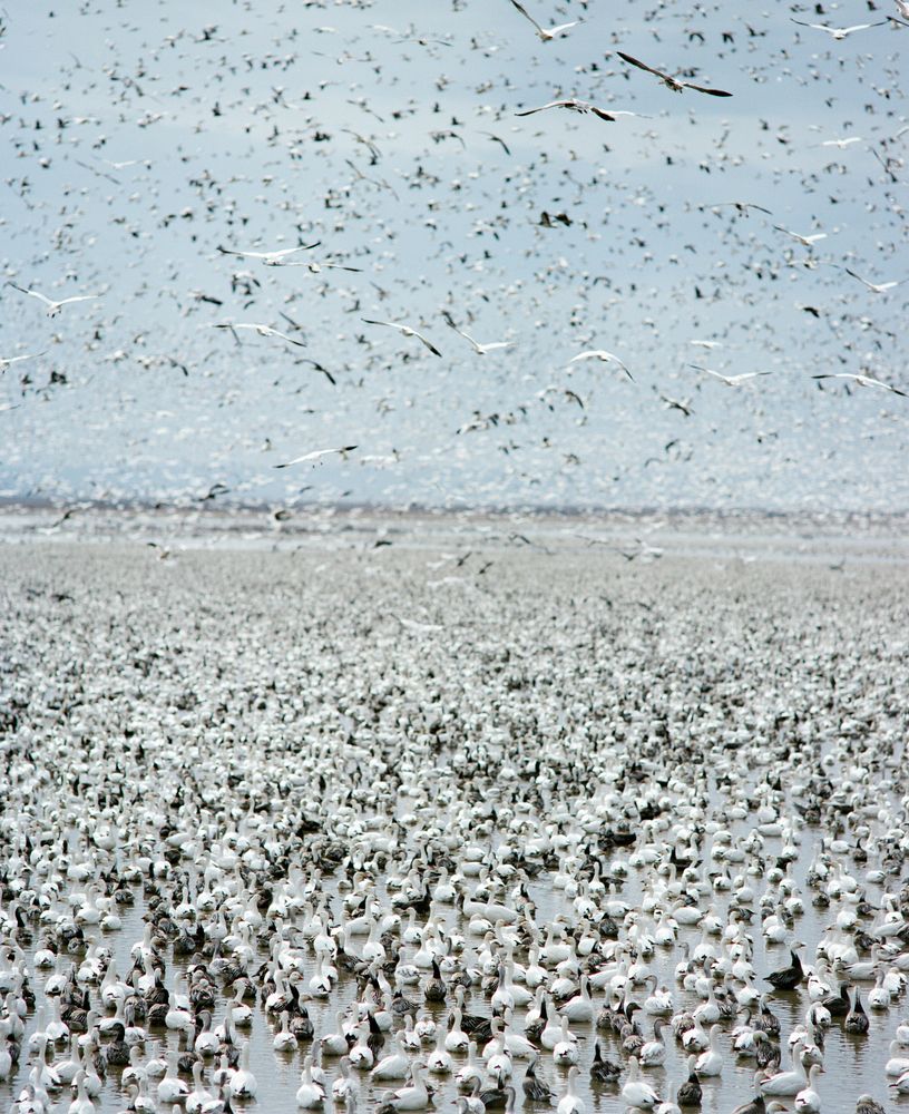 Renaming the American Landscape: The First, and Potentially Last, Migration at Loess Bluffs