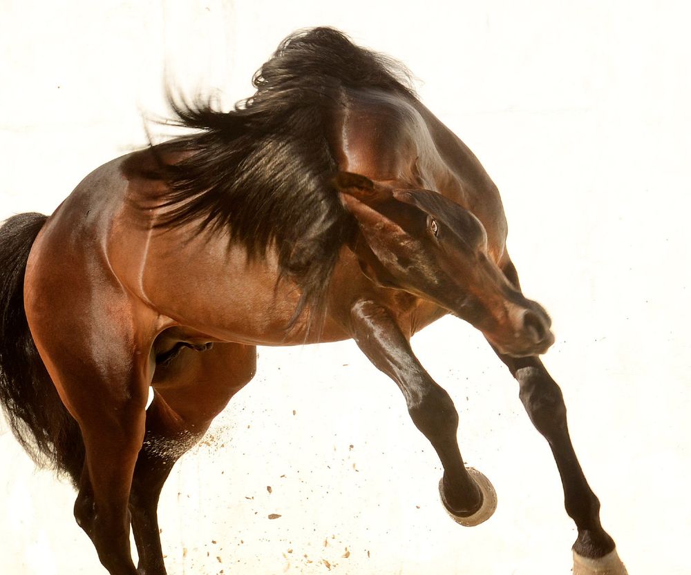 The horses of Portugal